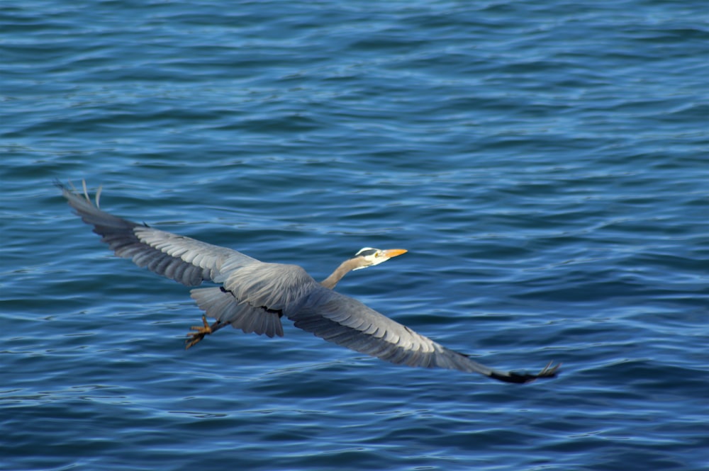 pássaro cinzento voando acima do mar