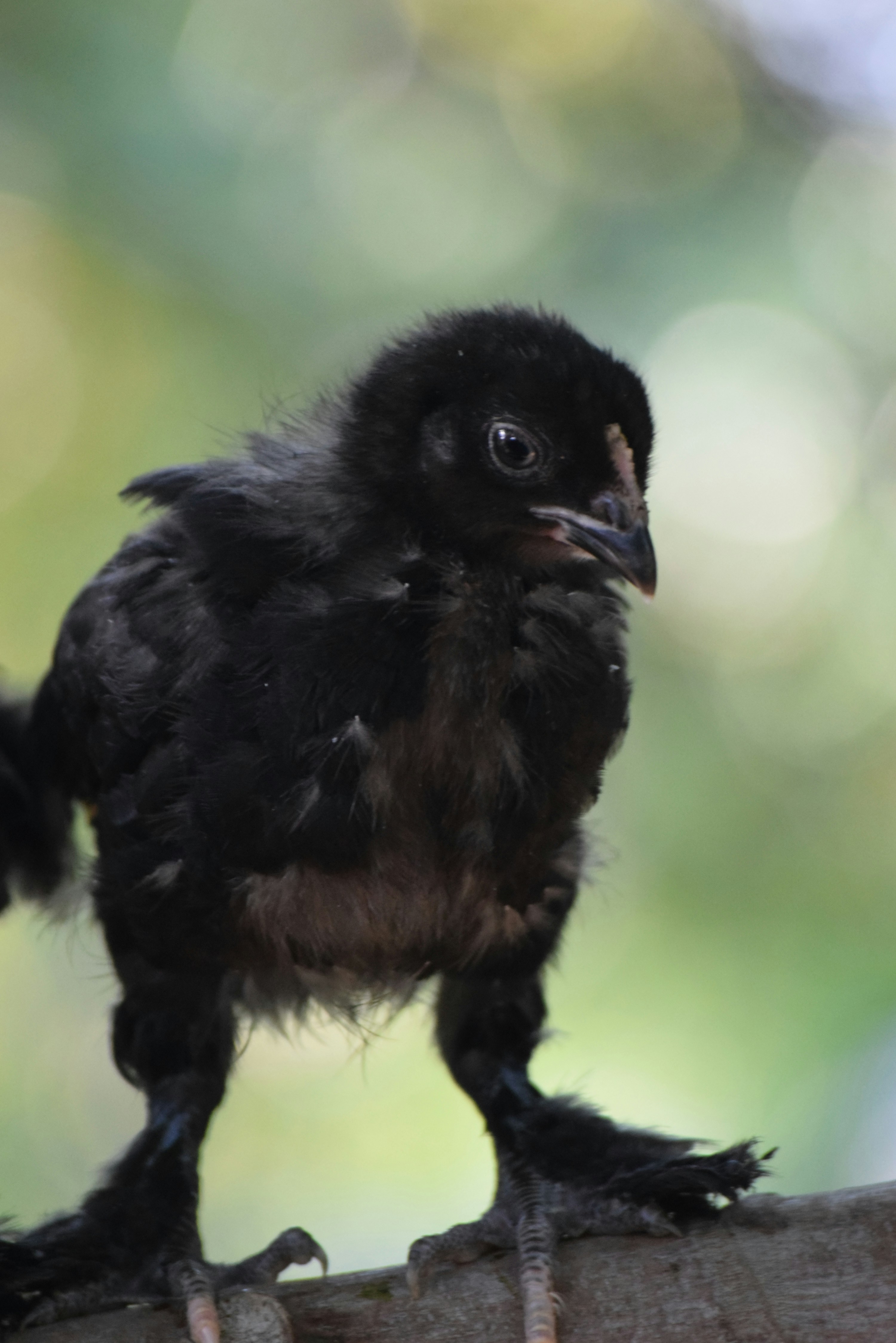 black chick on wooden top with bokeh lights