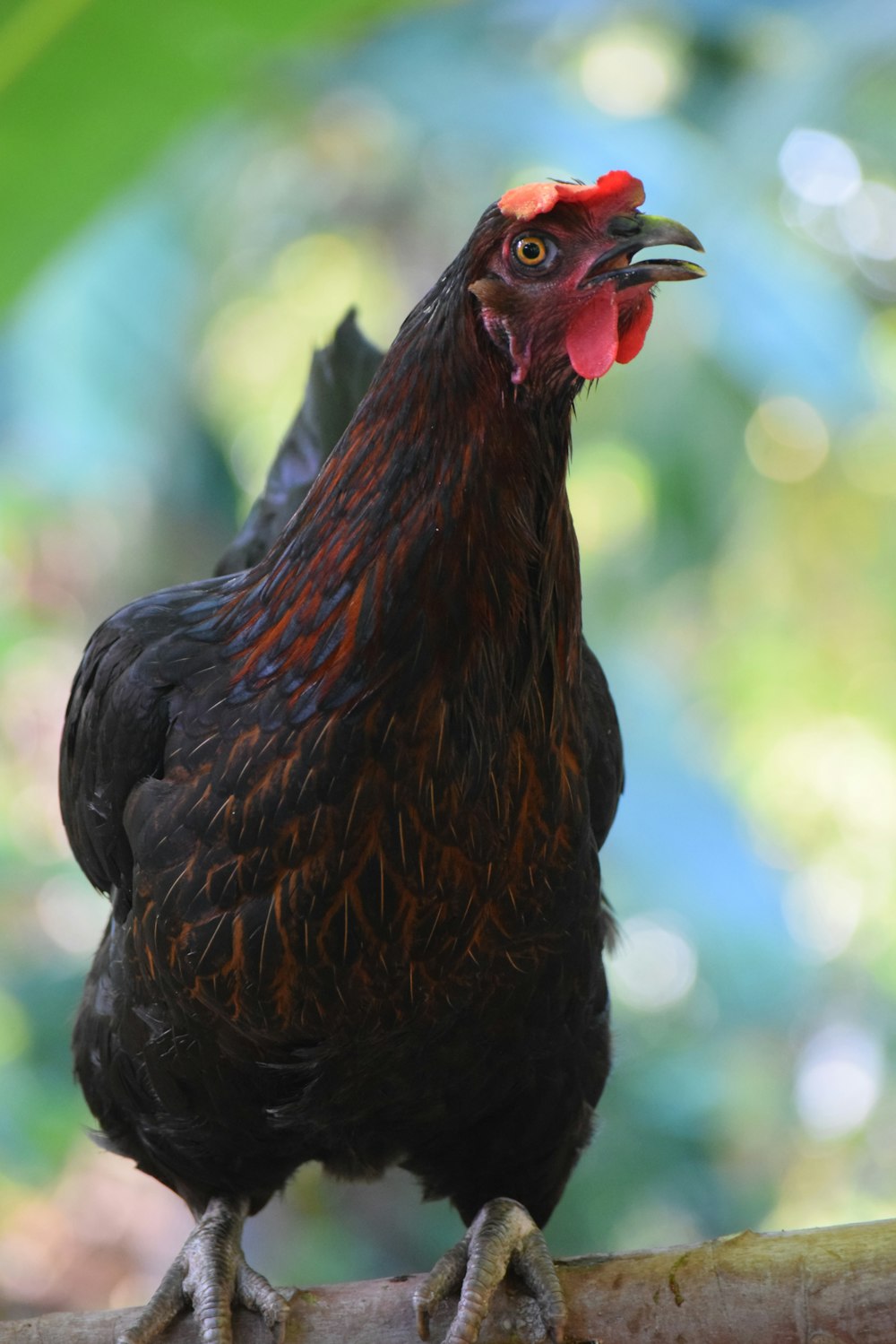 selective focus photography of black and red rooster