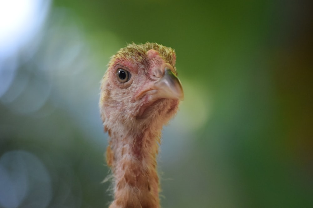selective focus photography of chicken