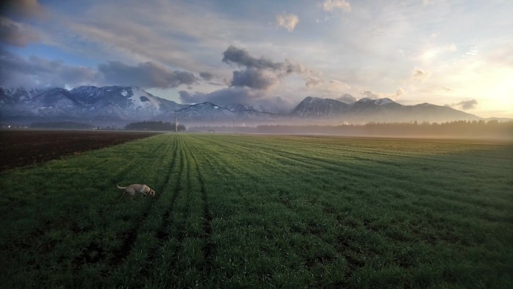 dog sniffing on green field