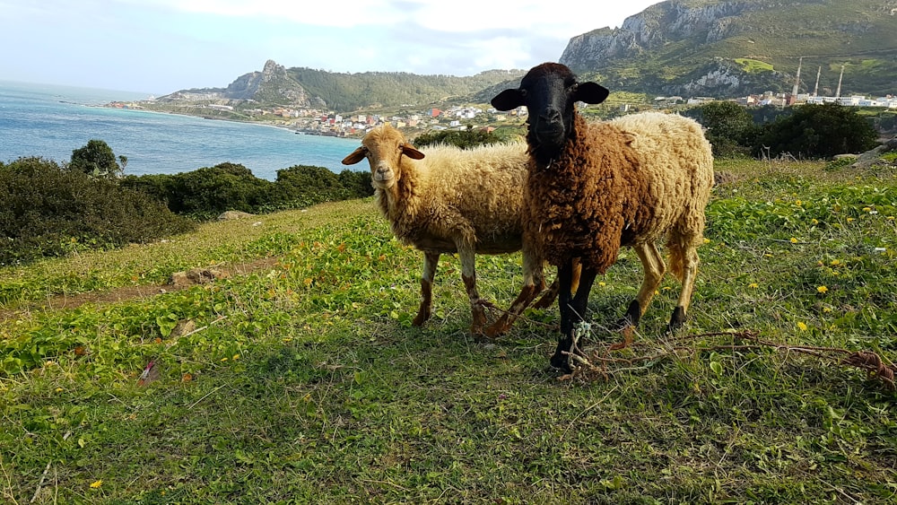 two brown sheep on green field during daytime