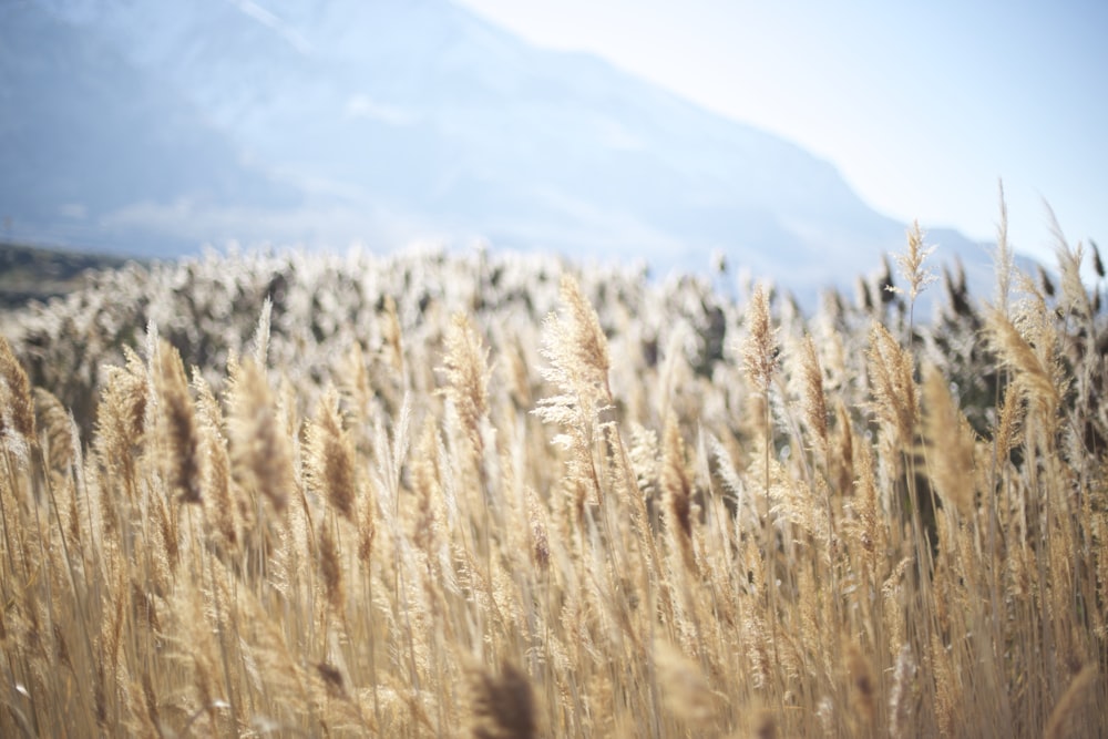 Foto de ángulo bajo de granos de trigo