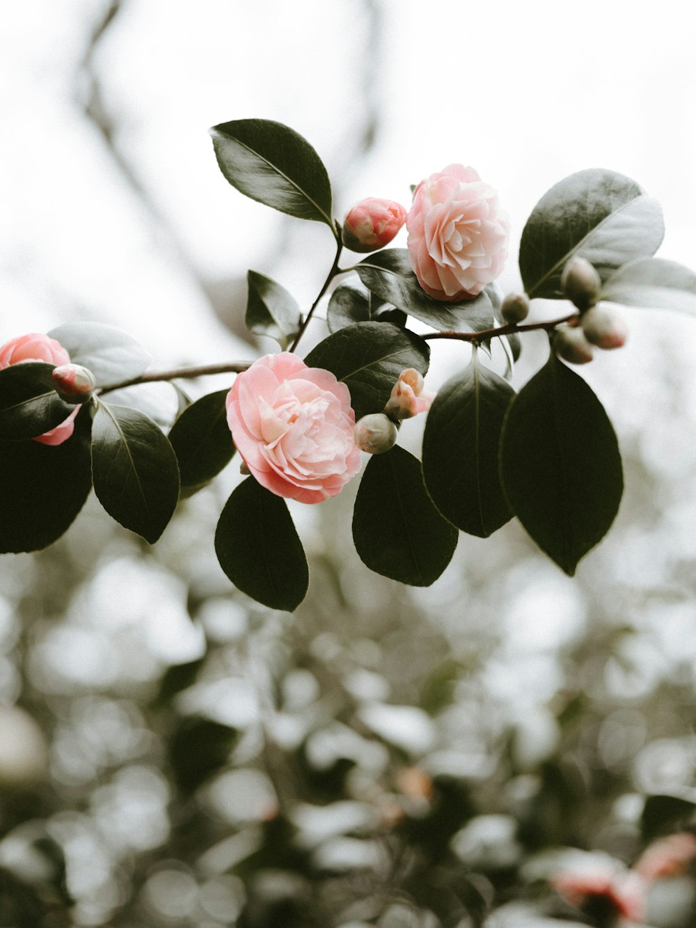 selective focus photography of pink rose