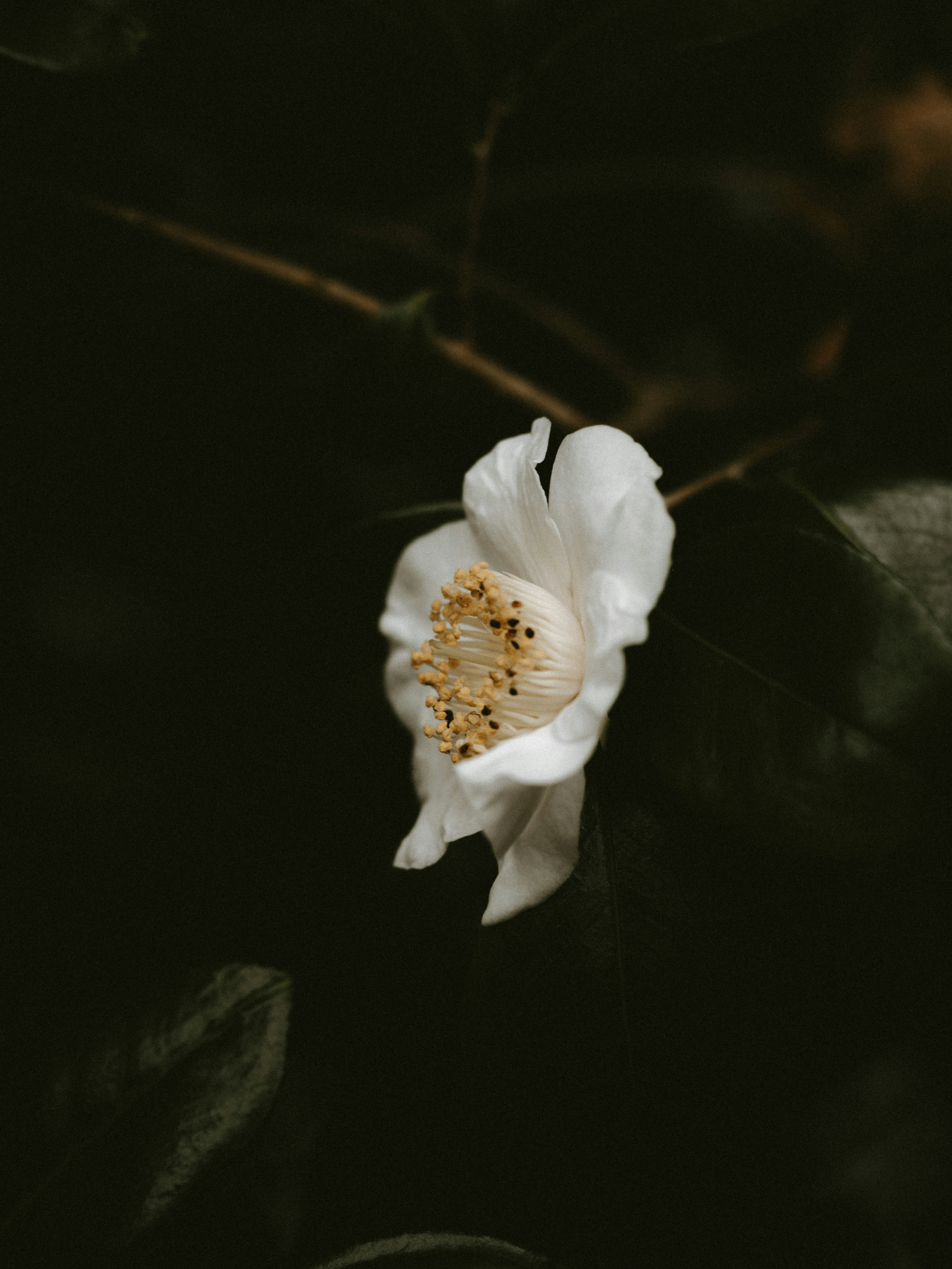 Photo by anniespratt