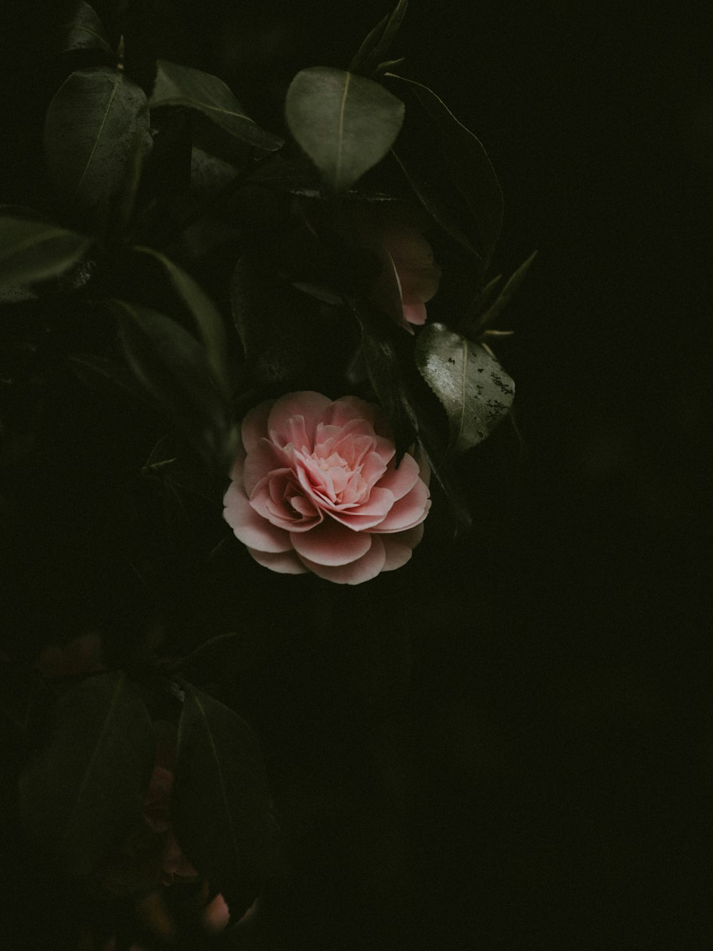 pink flower in bloom