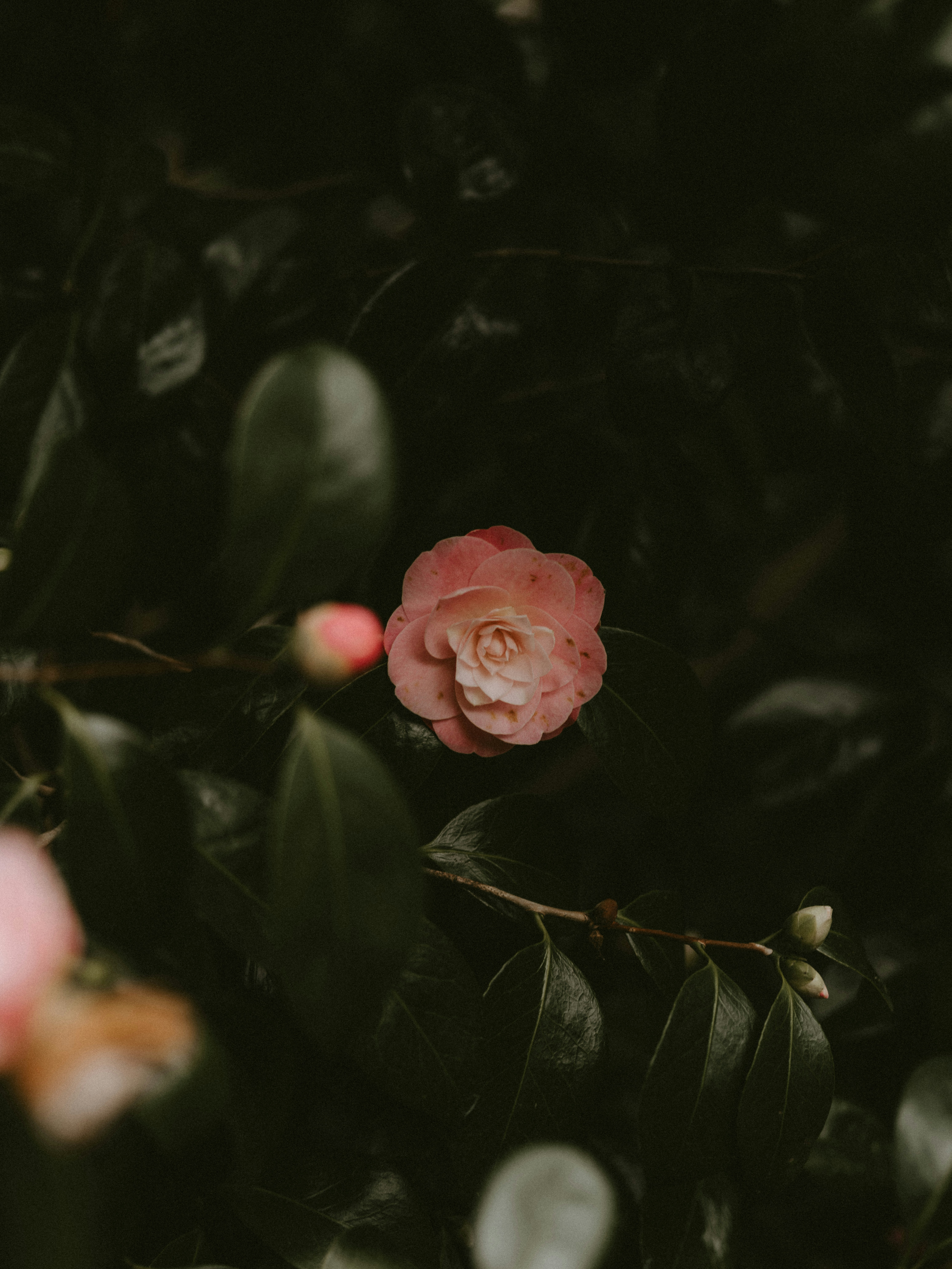 Photo by anniespratt