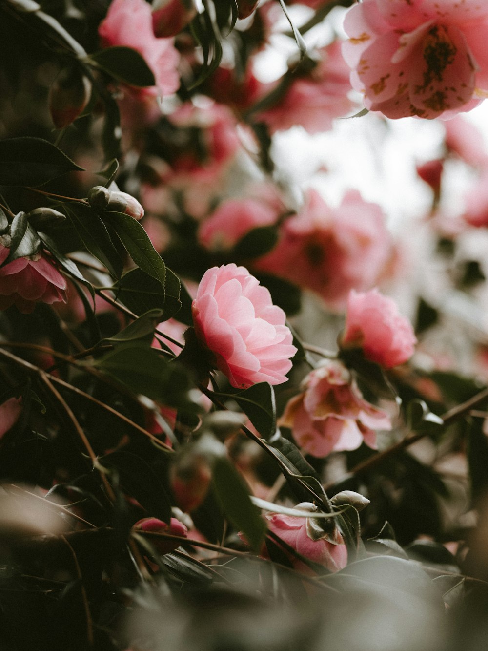 selective focus photography of pink flower