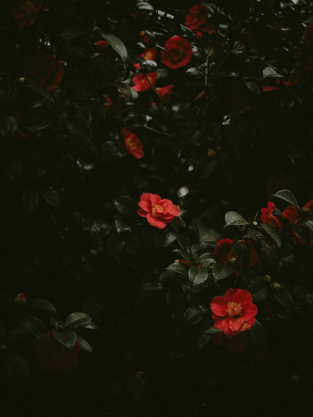 red-petaled flower bushes