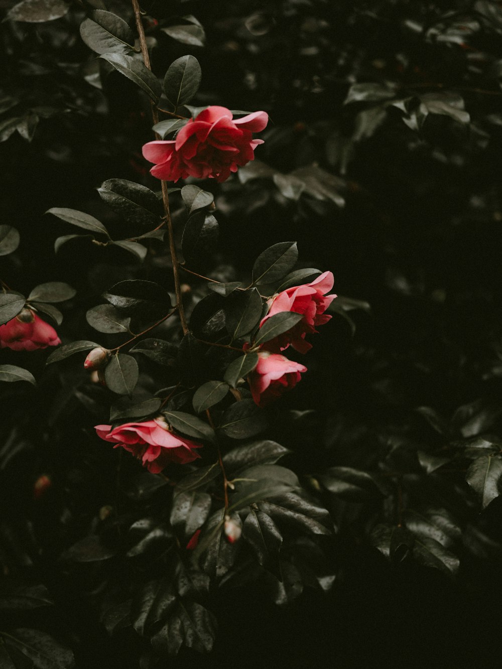 a bush with red flowers and green leaves