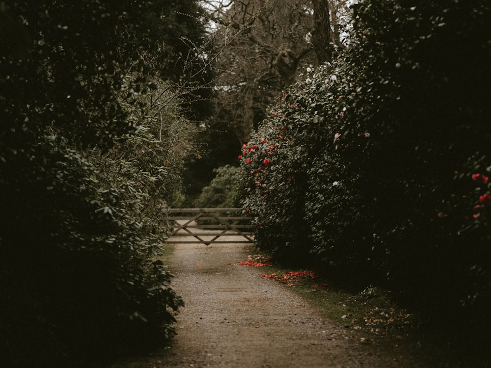 a path in the middle of some bushes and trees