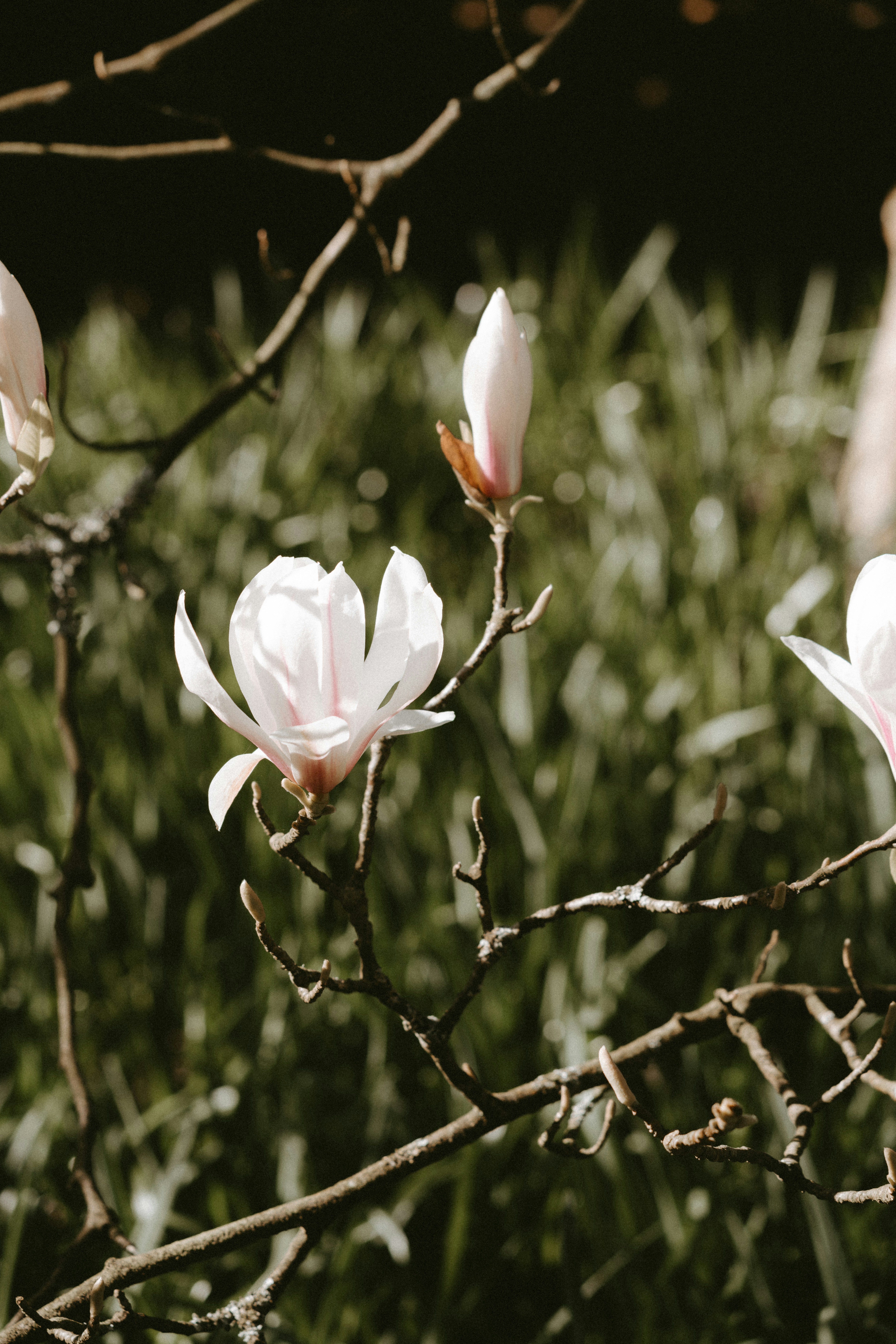 Photo by anniespratt
