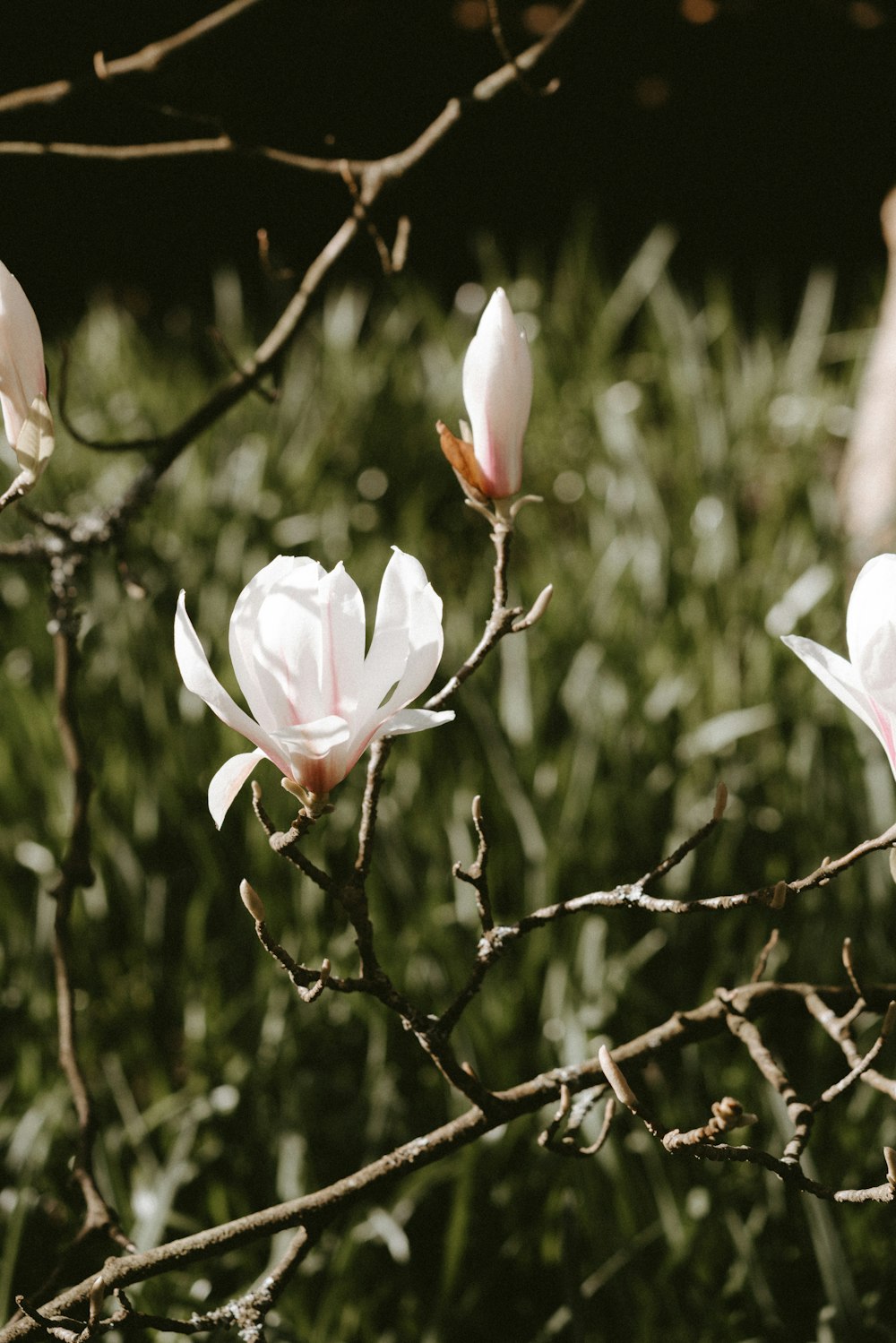 a group of white flowers on a tree branch