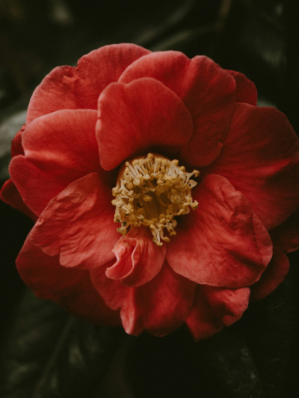 close-up photography of red petaled flower