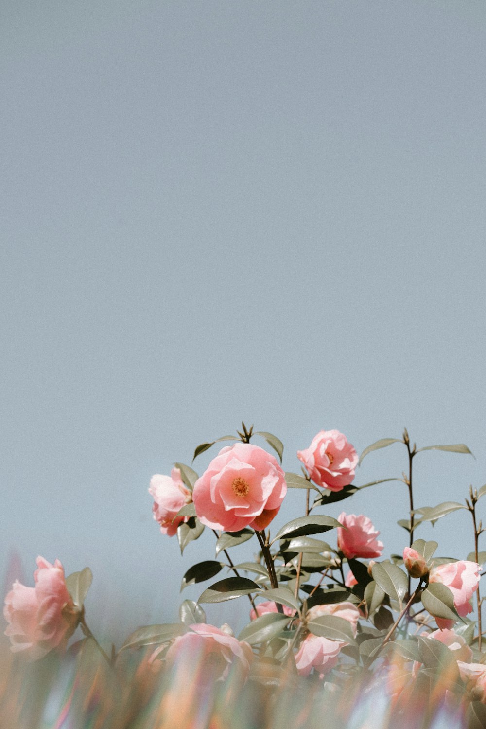 a pink flower is blooming in a garden