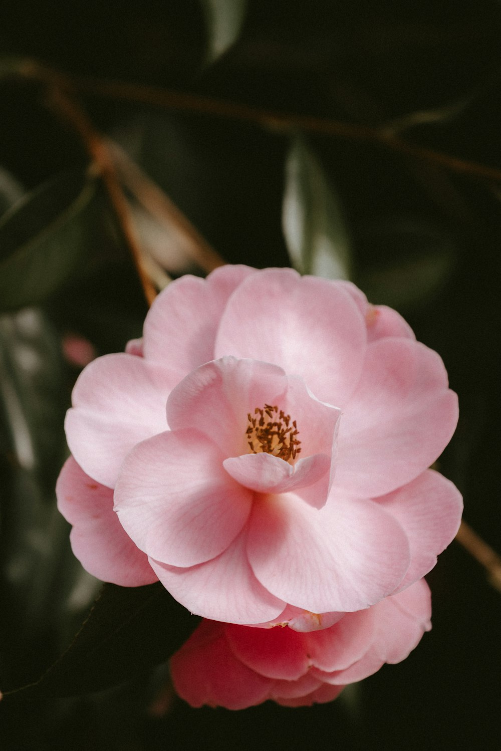 a pink flower with green leaves in the background