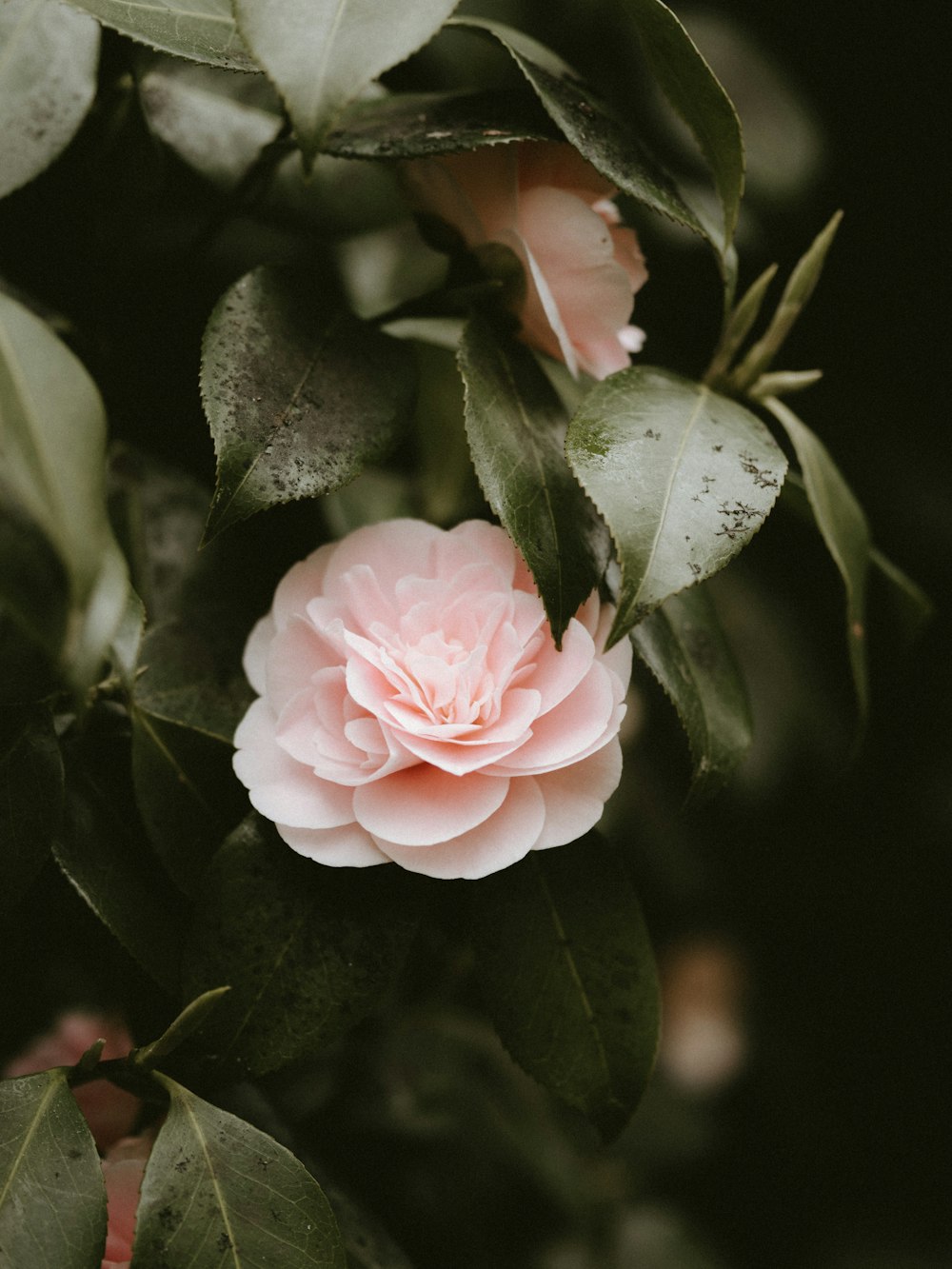 a close up of a pink flower on a tree