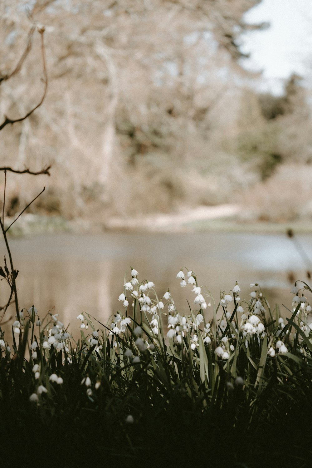 white petaled flower near body of water