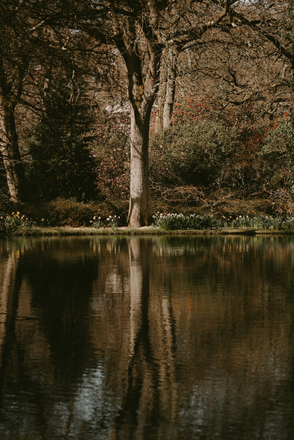 un arbre se reflète dans l’eau calme d’un lac