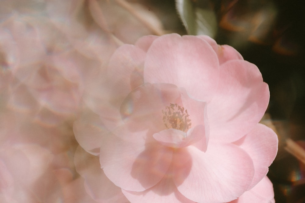 pink flower