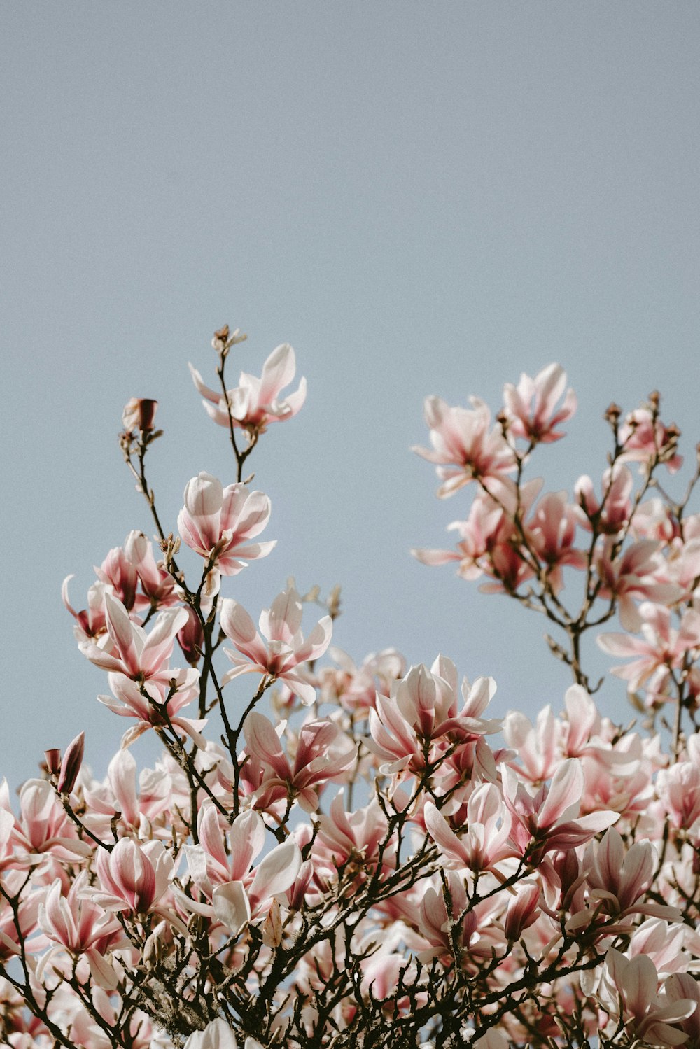 pink cherry blossoms