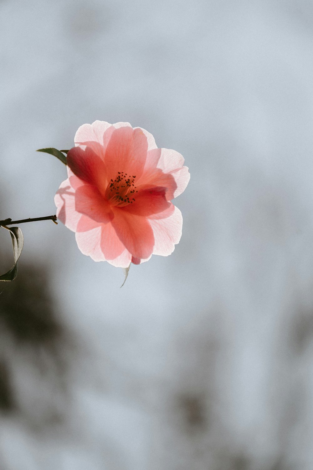 Rosa Blume in voller Blüte