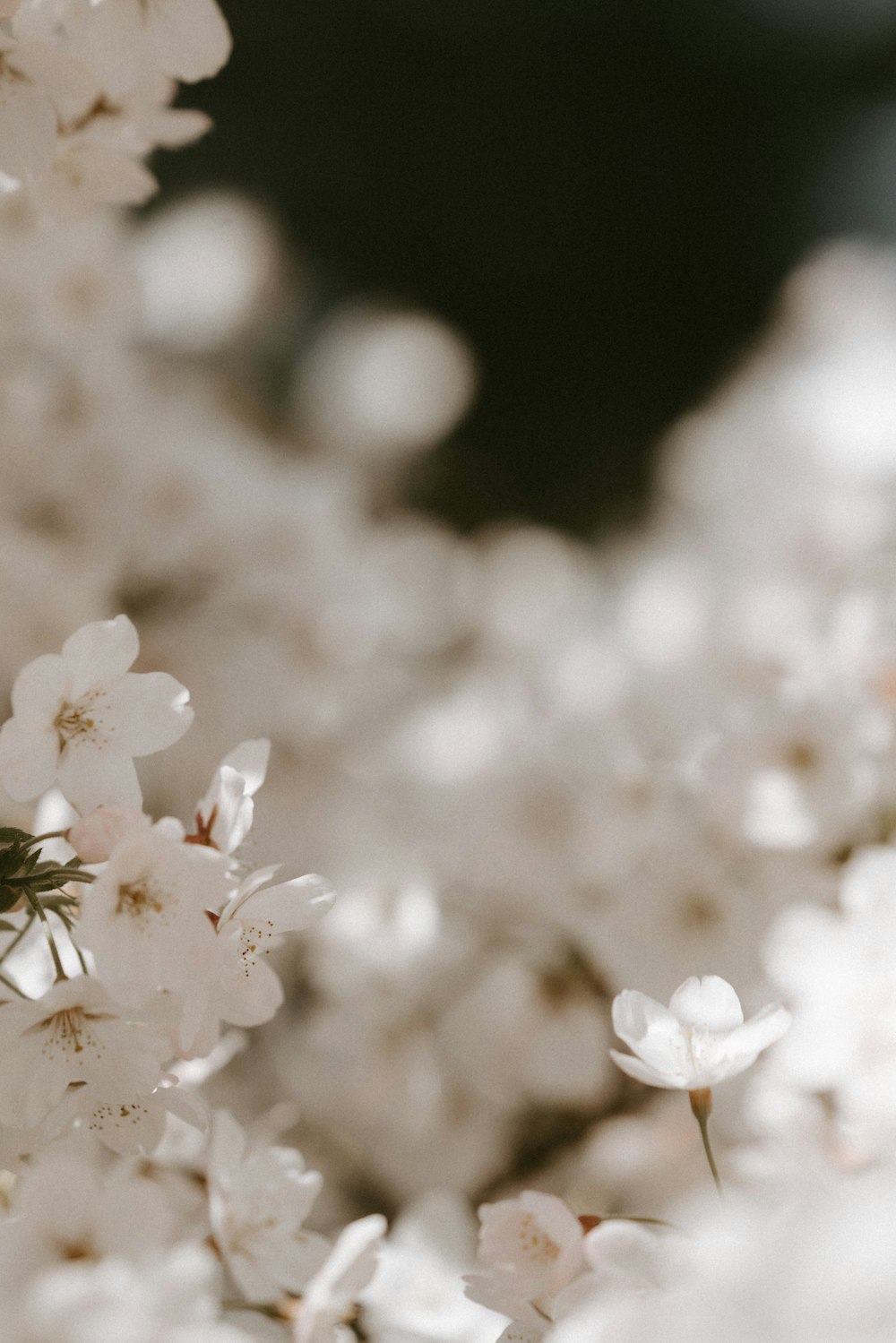 white flowering tree