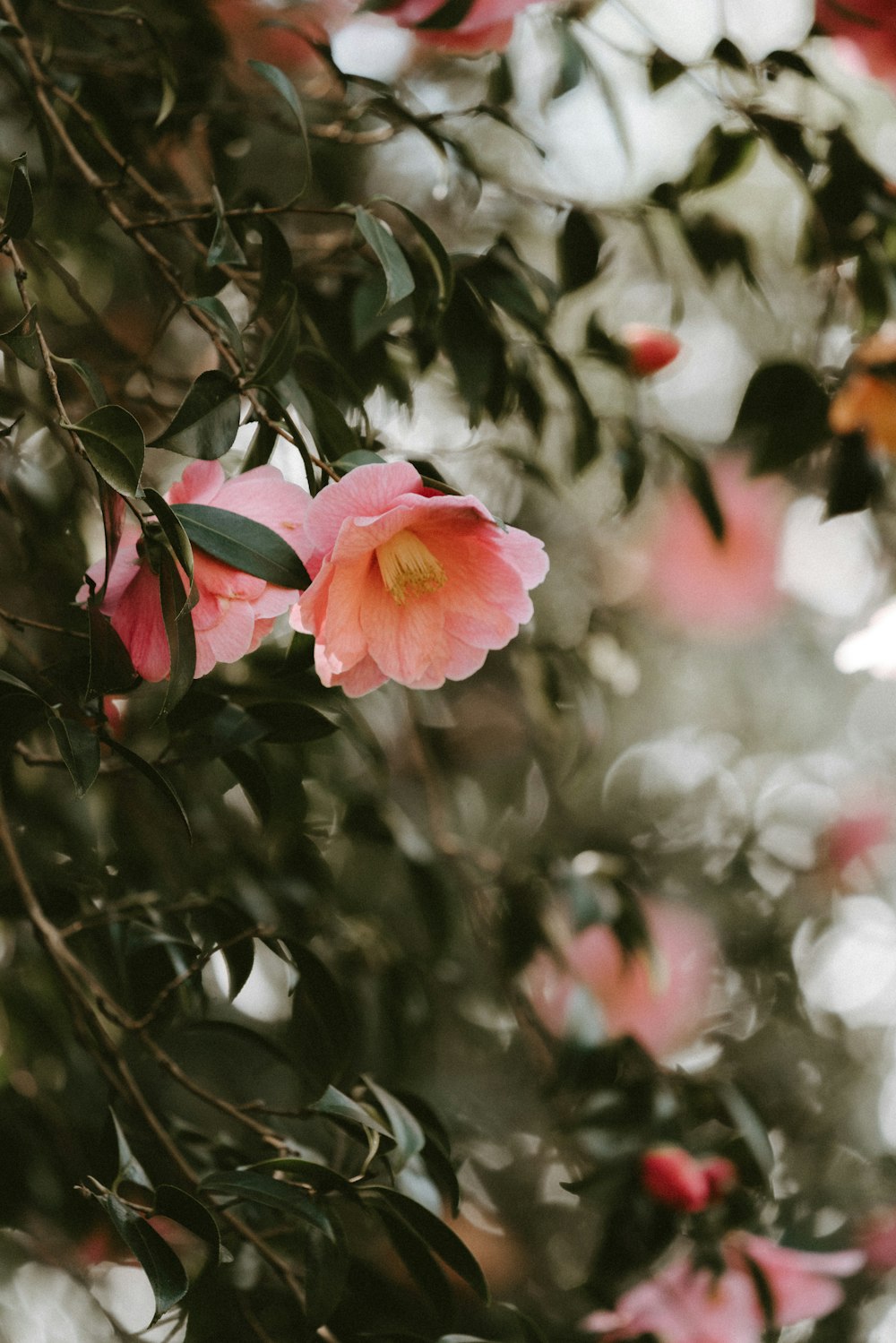 pink-petaled flowers in selective-focus photography