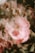 pink flower