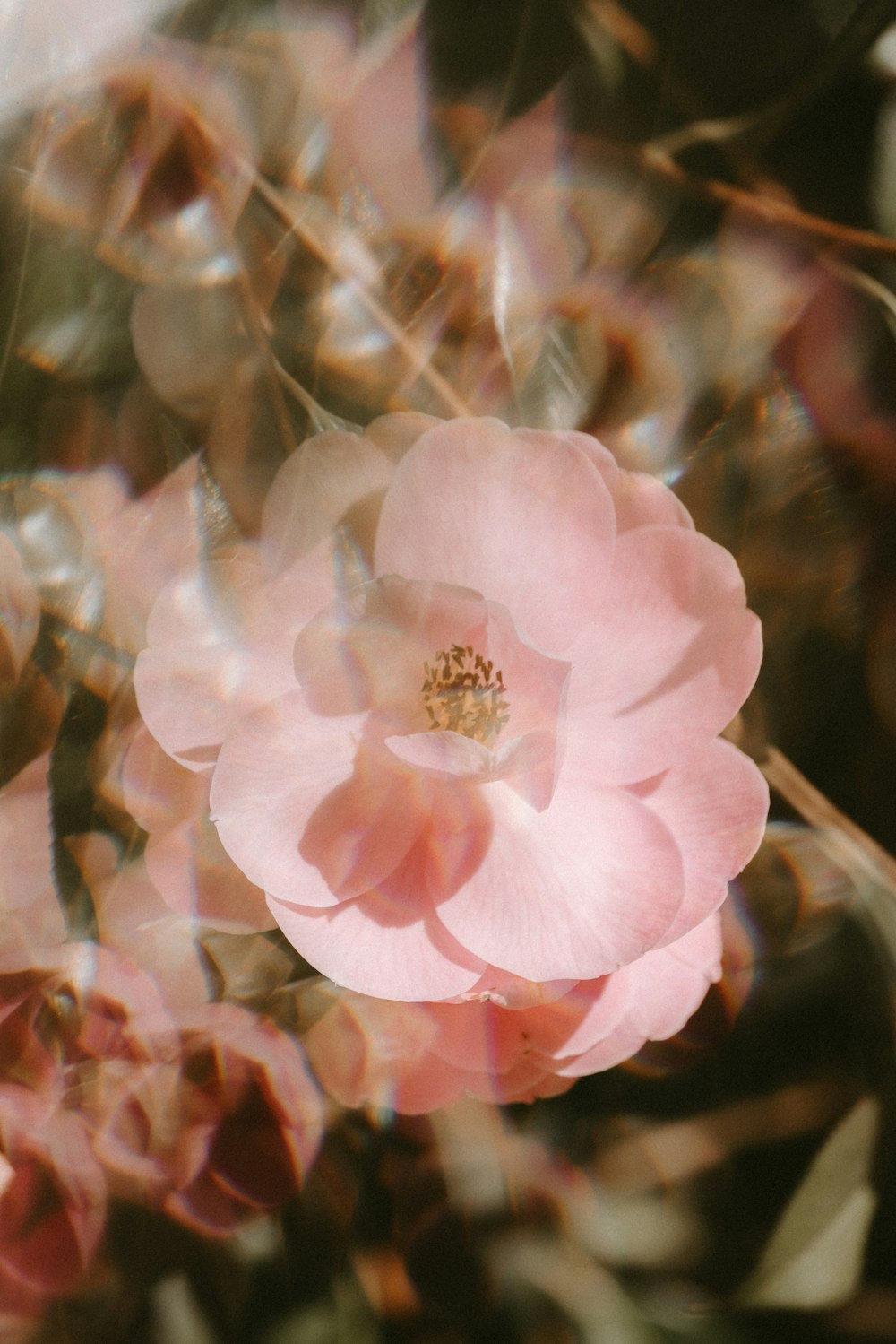 pink flower