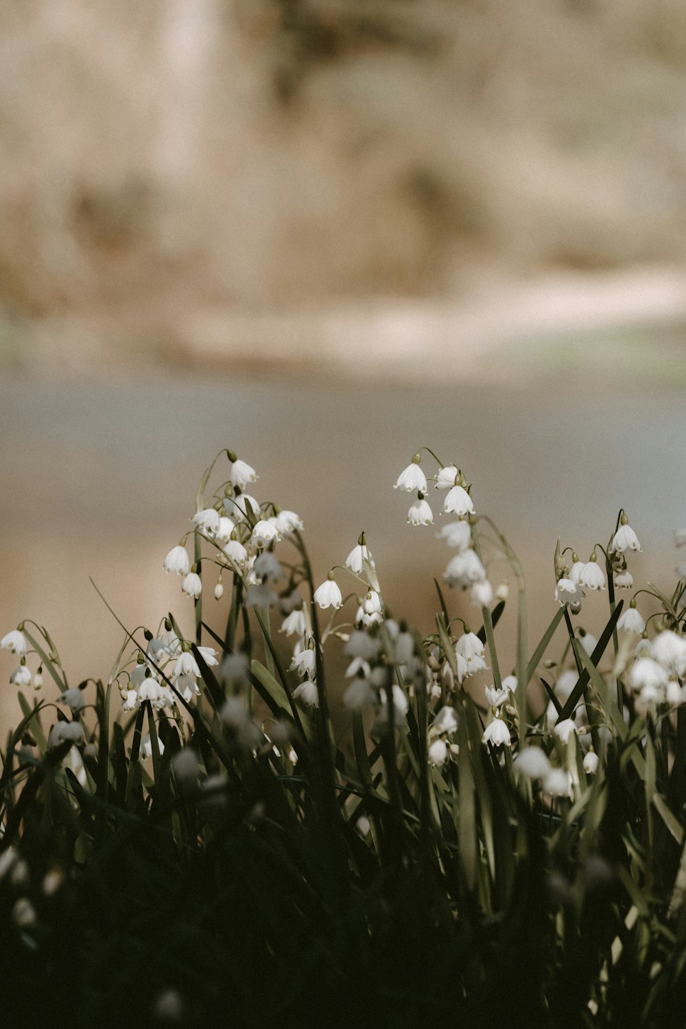 white petaled flowers field