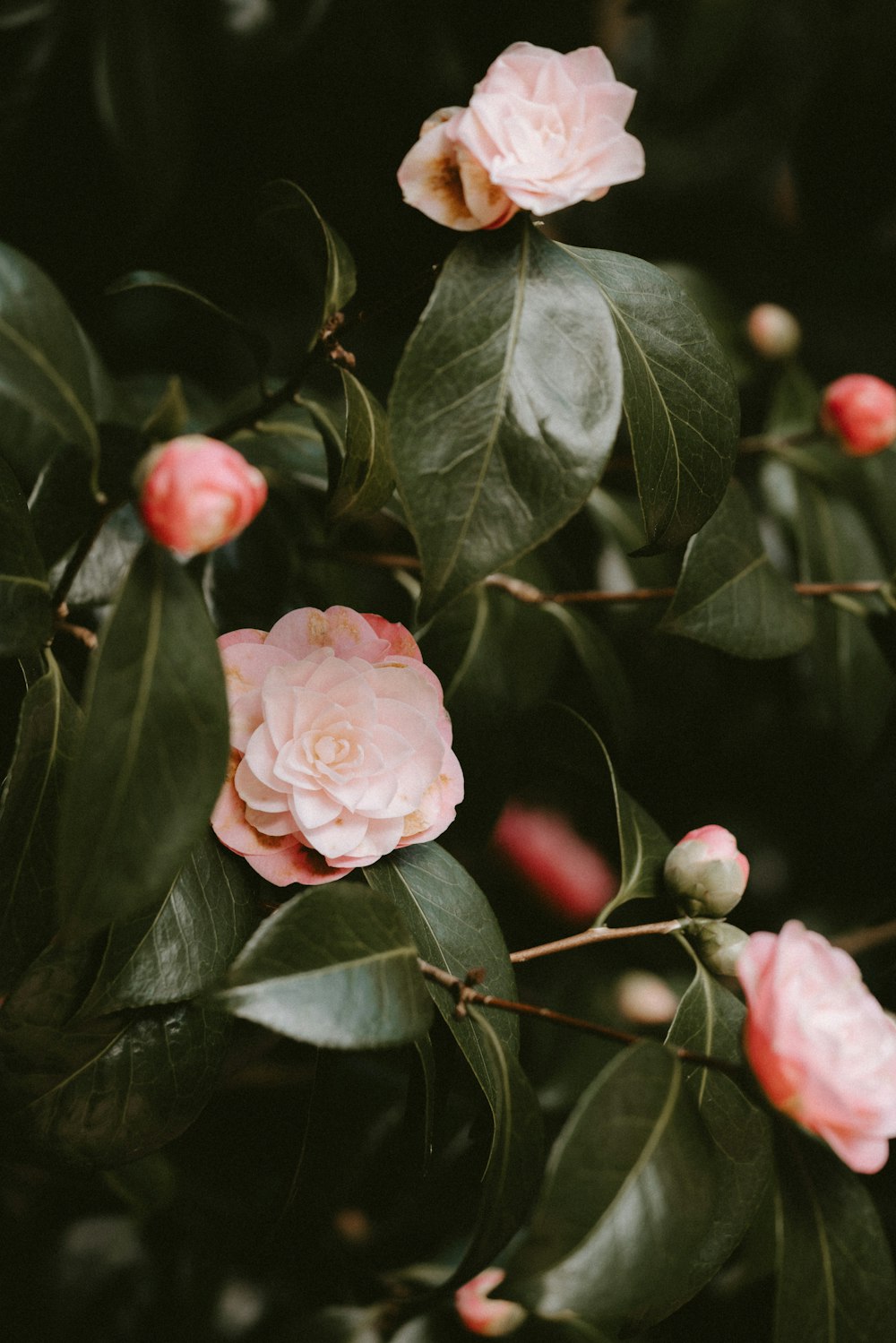 pink-petaled flowers in close-up photography