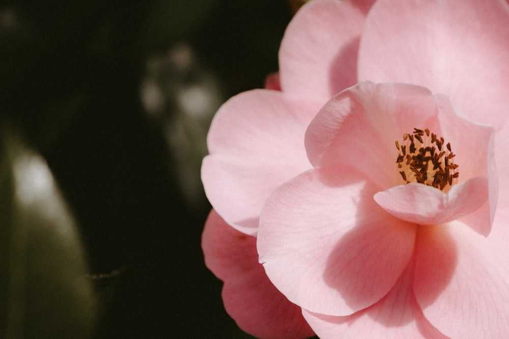 pink flower