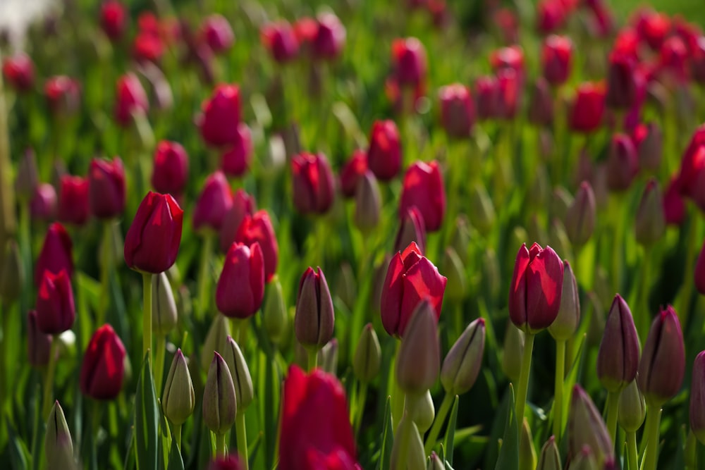 Feld aus rosa Tulpen