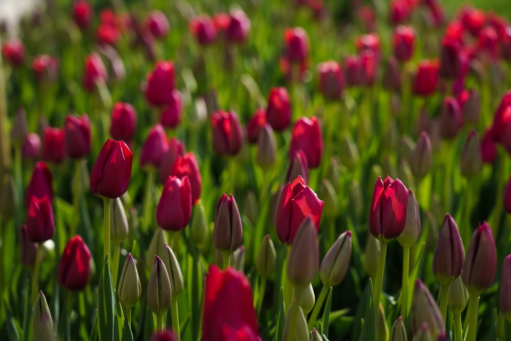 field of pink tulips