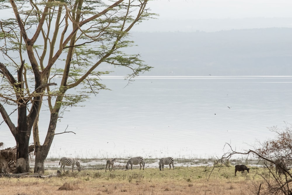 zebras standing near the lake