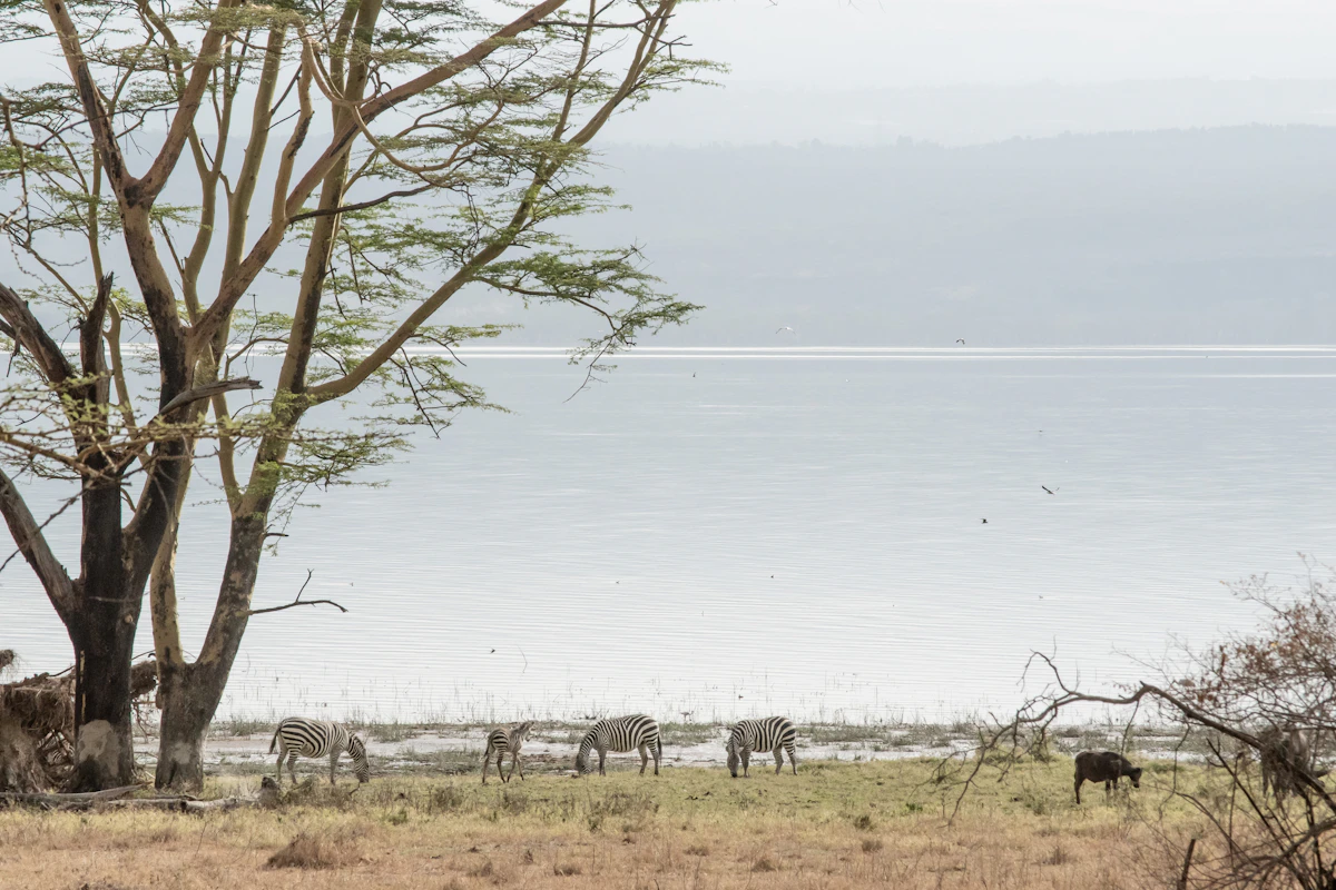 Zebras standing by the lake shore