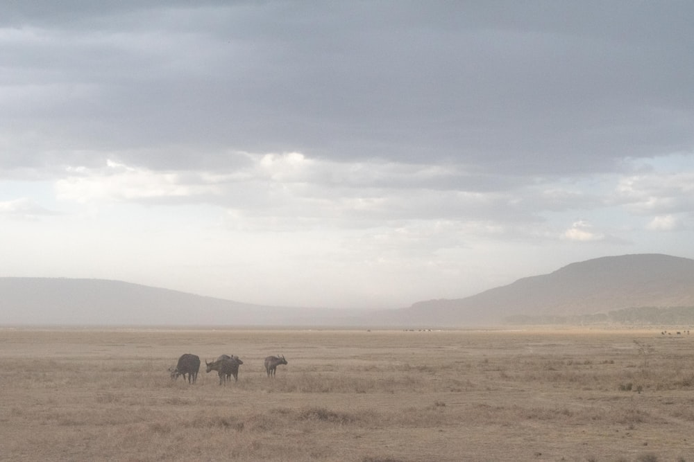 Tres búfalos parados en tierra firme