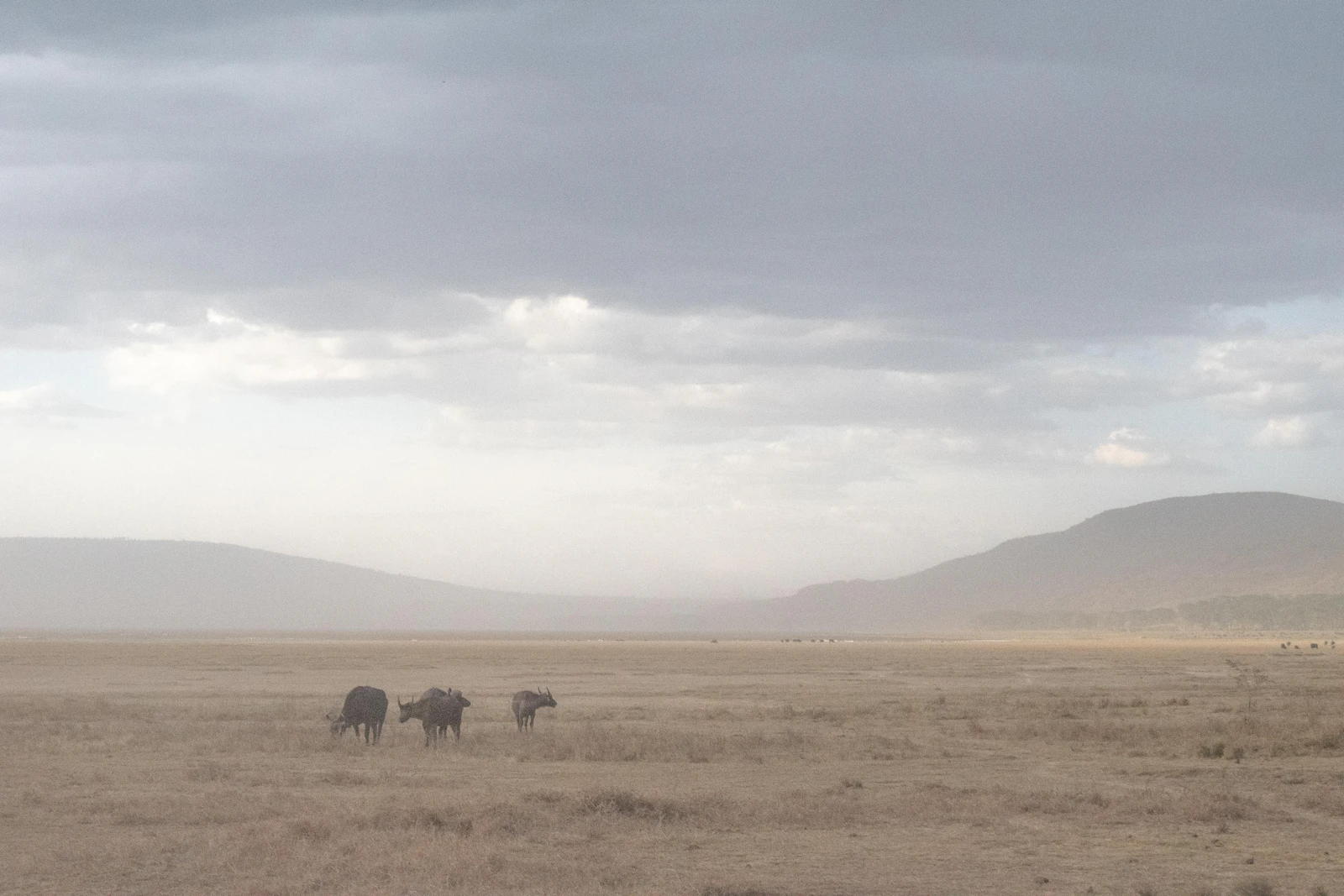 Three buffalo standing their ground in dry land, Tsavo's basin herds up close