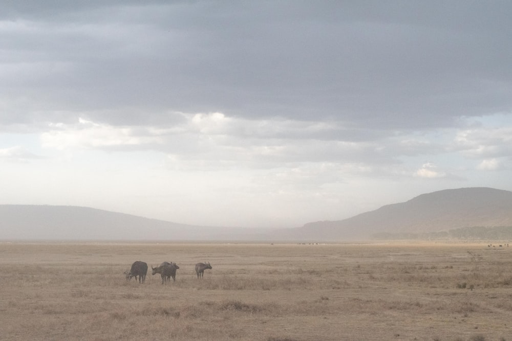 three buffalo standing in dry land