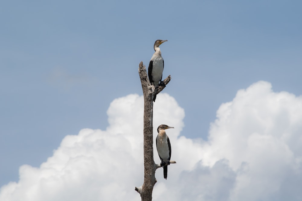 two birds perching on tree