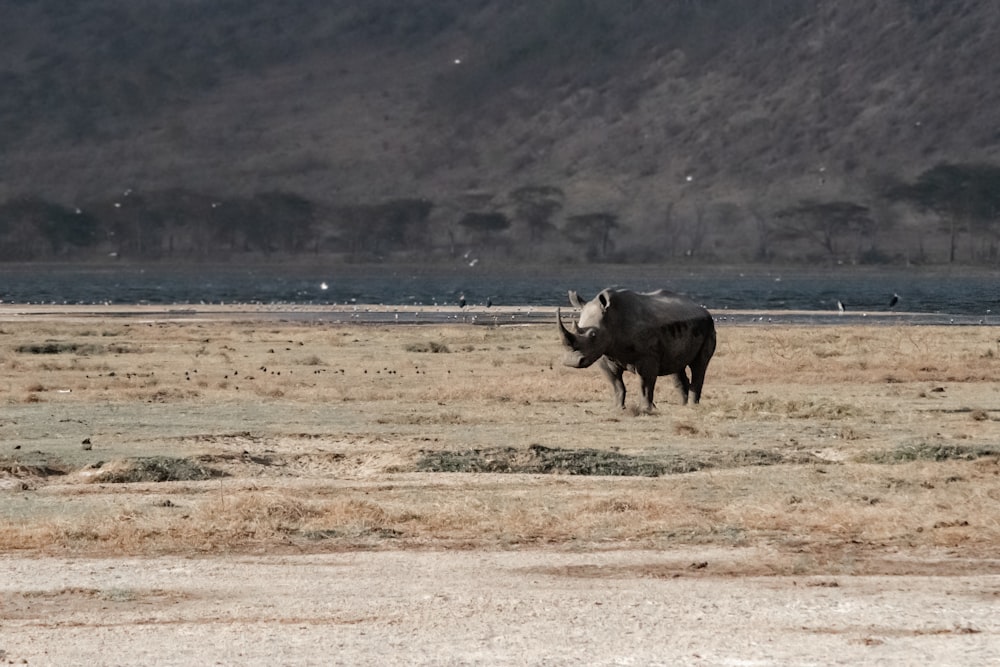 Rinoceronte che si abbronzatura in campo aperto