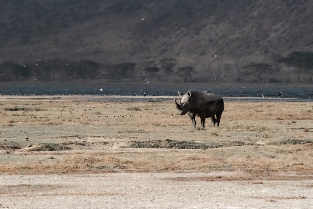 Rhinocéros tanchant en plein champ