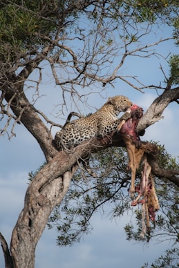 leopard eating animal on top of tree