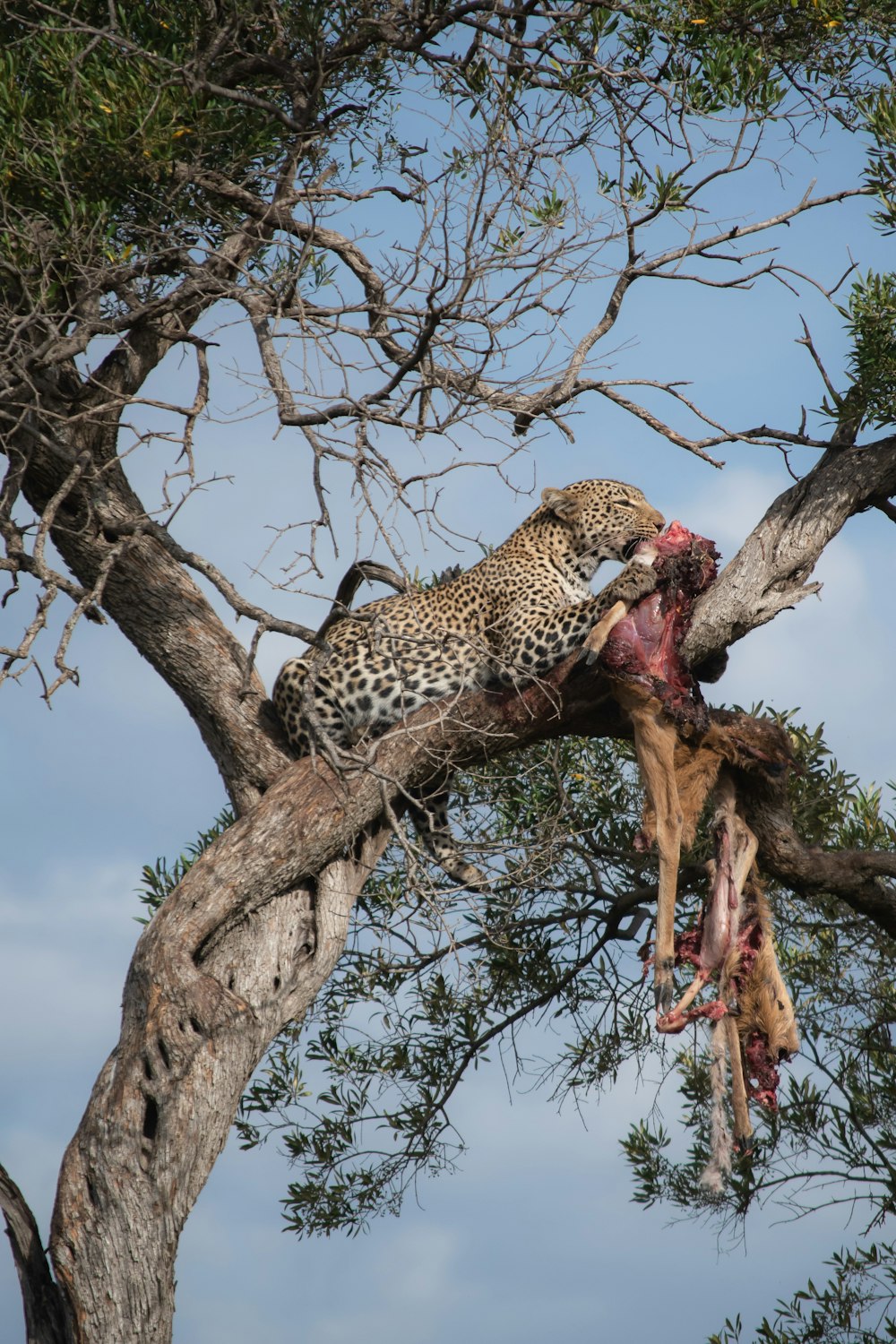 leopard eating animal on top of tree
