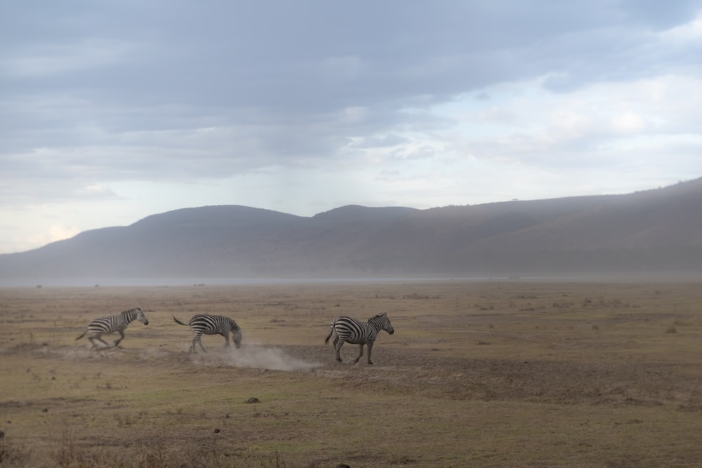 three running zebras