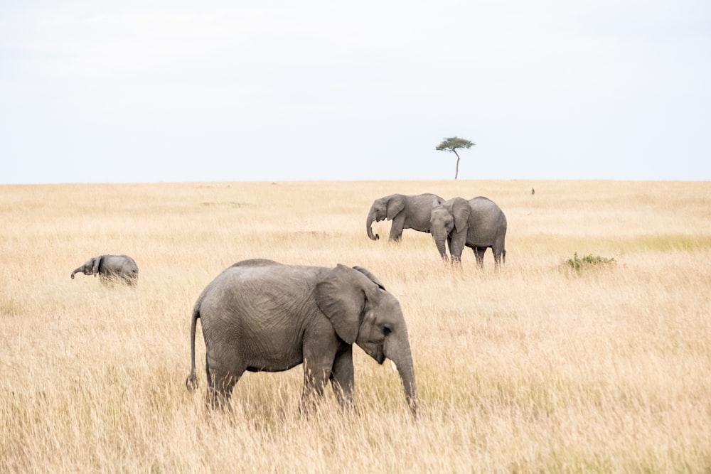 group of elephants on brown grass field