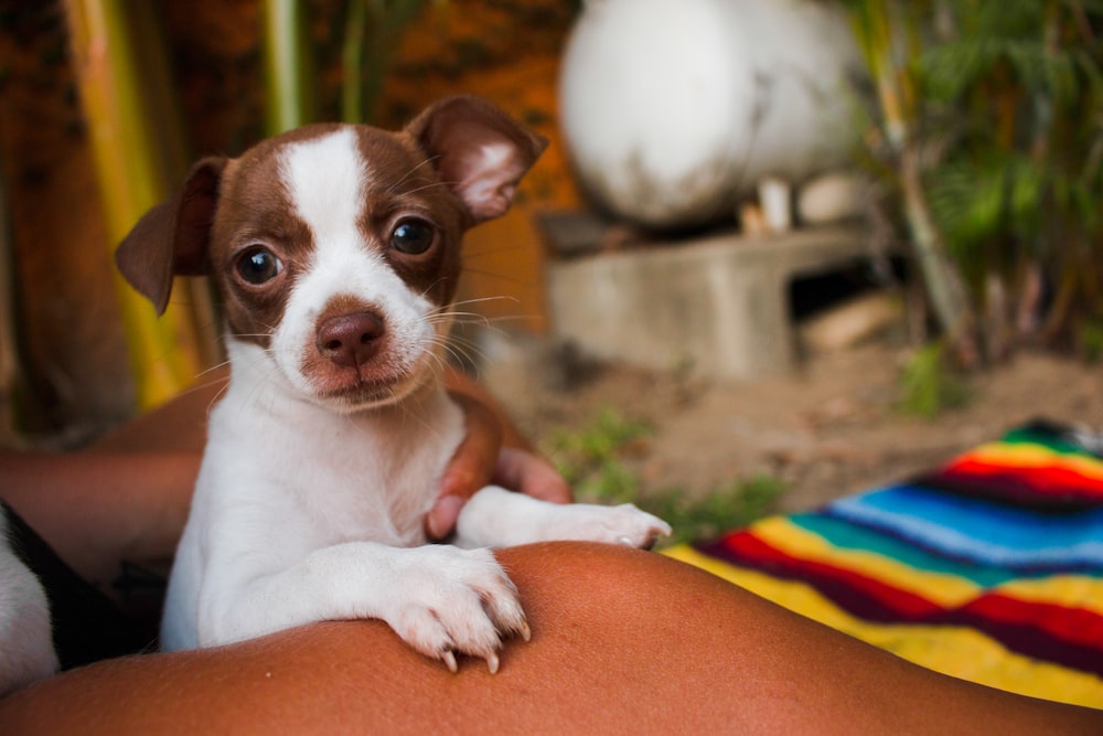 puppy on lap