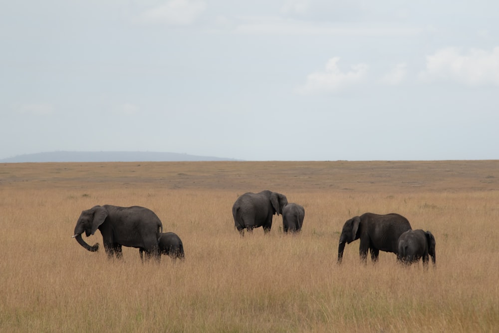 group of elephants on brown grass fie;d