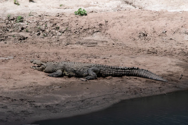 Nile Crocodile (Crocodylus niloticus)